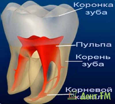 Пульпа и строение зуба